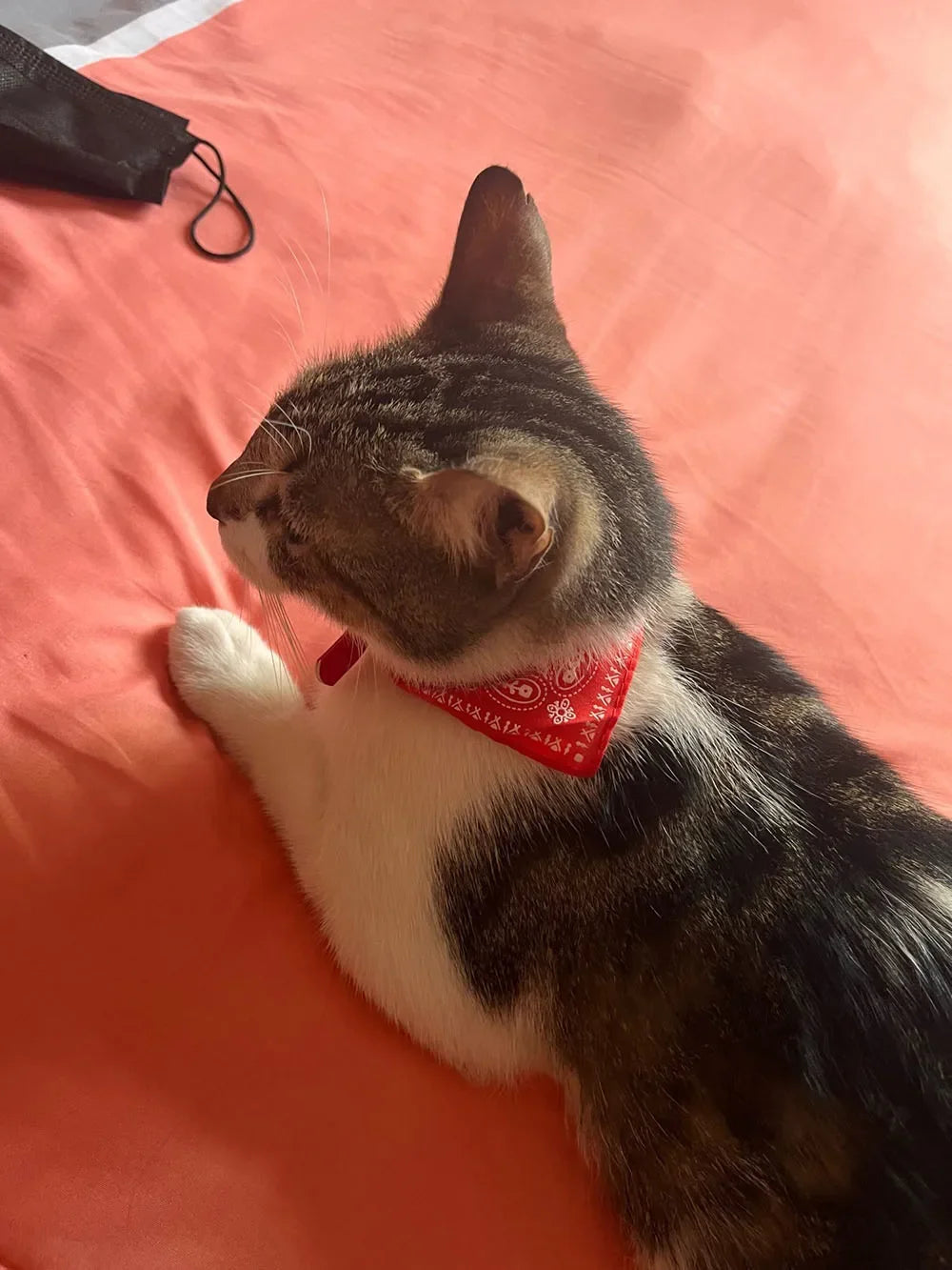 Cute Printed Bandana Cat Collar Puppy Dog Cat Scarf Collar Adjustable Triangular Pet Banadana Collar for Kittens Small Animals